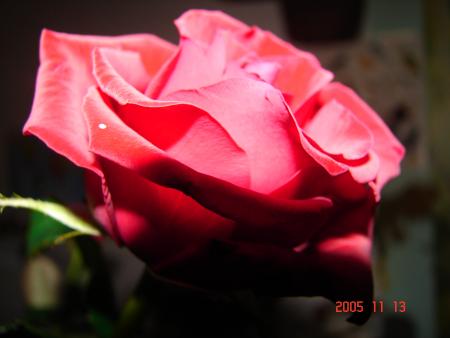 Venez voir si la rose qui se matin était déclose...