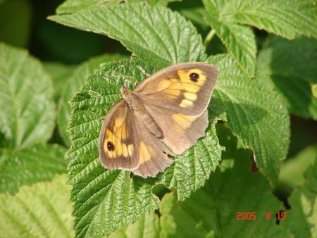 superbe papillon