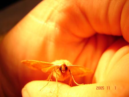 papillon de nuit