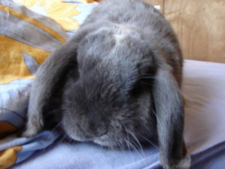 Mon lapinou