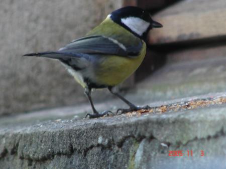 Mésange